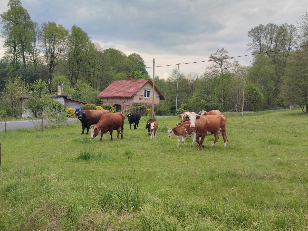 Lusatia Farm Leśna Esterno foto